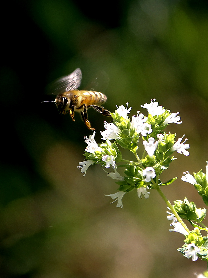 img 9070 edit - Essential Bees