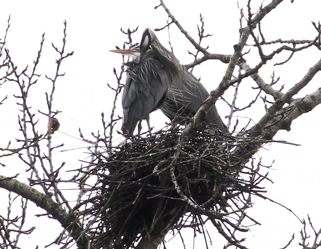 IMG 3274 edit 1024x796 - Blue Heron Mating Ritual