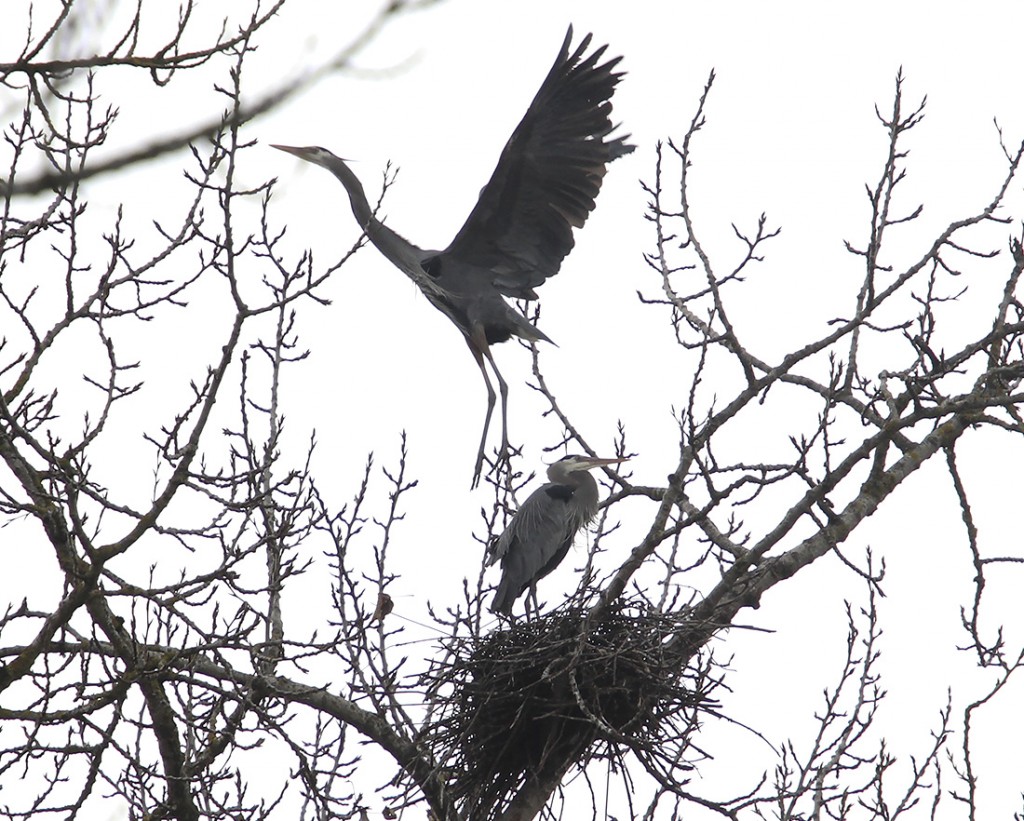 IMG 3339 2 edit 1024x821 - Blue Heron Mating Ritual