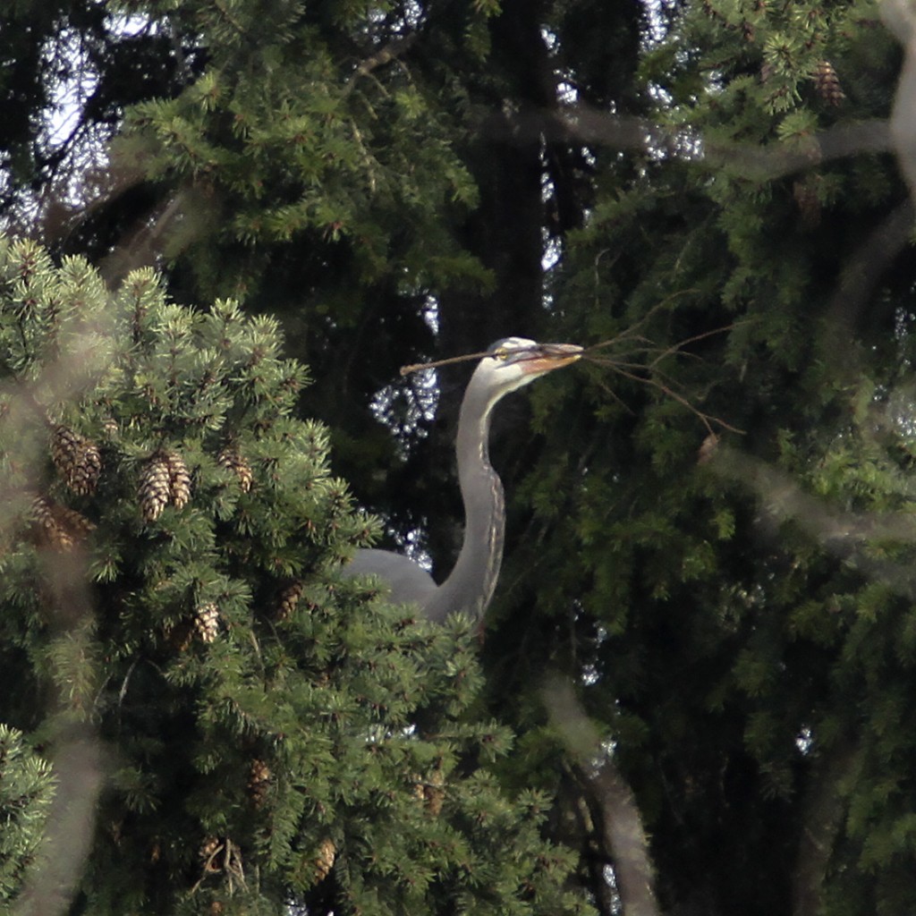 IMG 3424 edit 1 1024x1024 - Blue Heron Mating Ritual