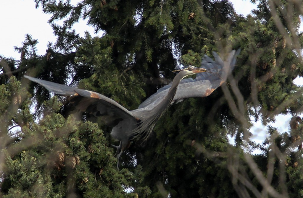 IMG 3425 edit 1024x670 - Blue Heron Mating Ritual