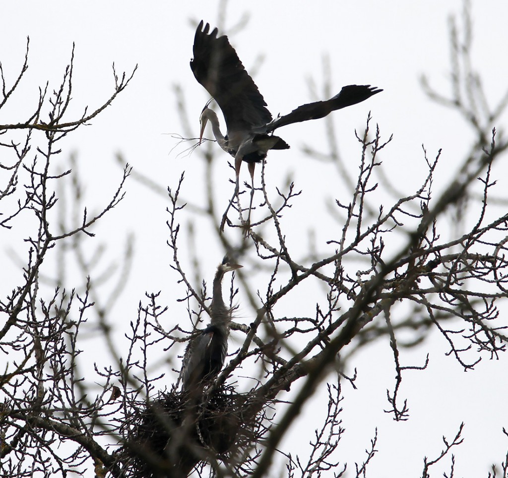 IMG 3436 2edit 1024x964 - Blue Heron Mating Ritual