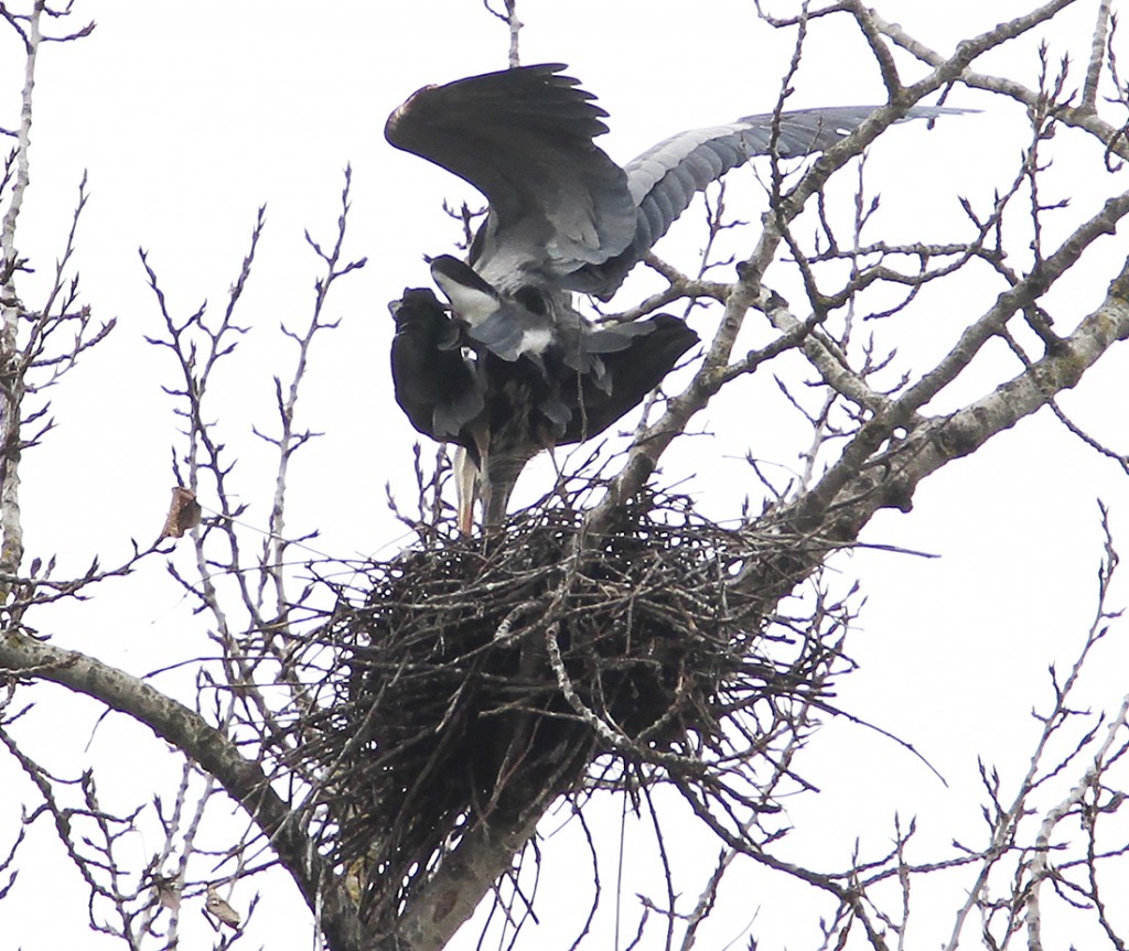 IMG 3465 edit 1024x863 - Blue Heron Mating Ritual