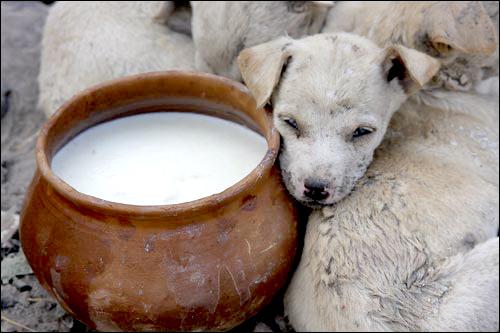 milk - Puppies Puppies Everywhere