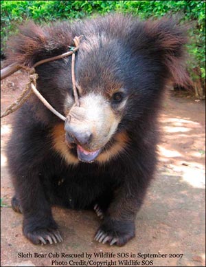 sloth bear cub rescued september 2007 - Dancing Free