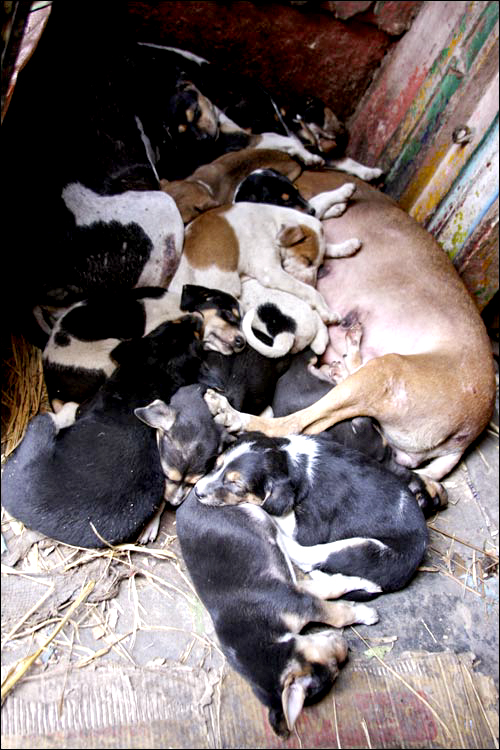 Varanasi Street Dog - India - Barbara Raisbeck Photography