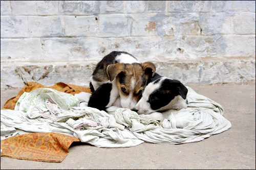 Varanasi Street Dog - India - Barbara Raisbeck Photography
