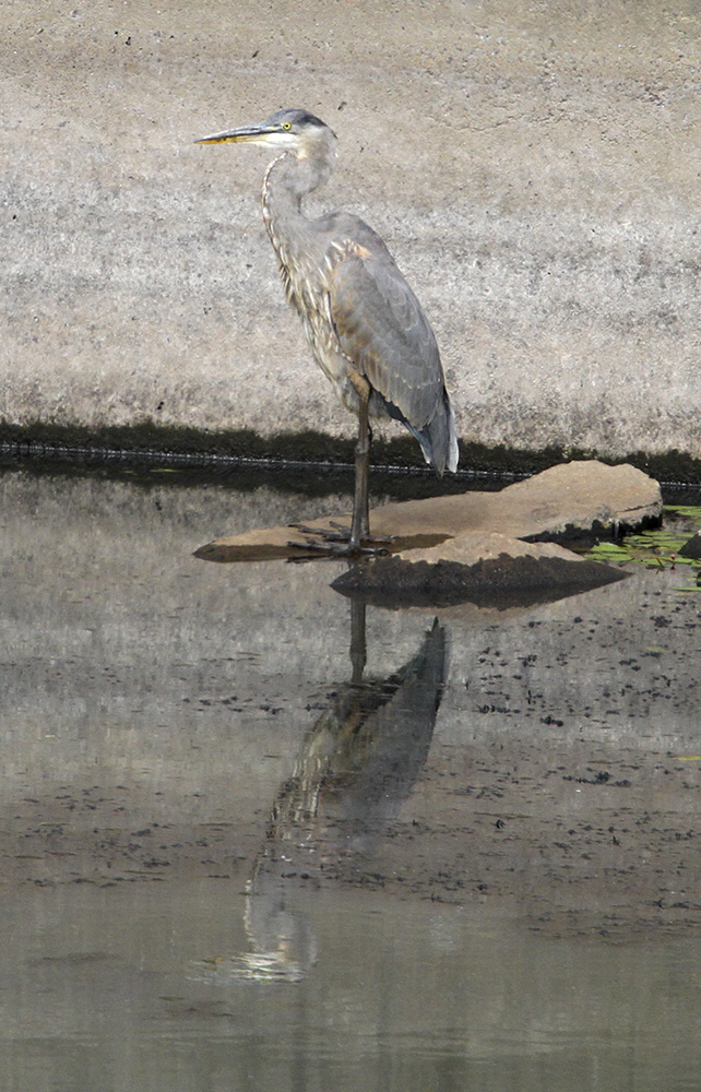 Great Blue Heron, Delta Ponds, Eugene, OR, Barbara Raisbeck Photography