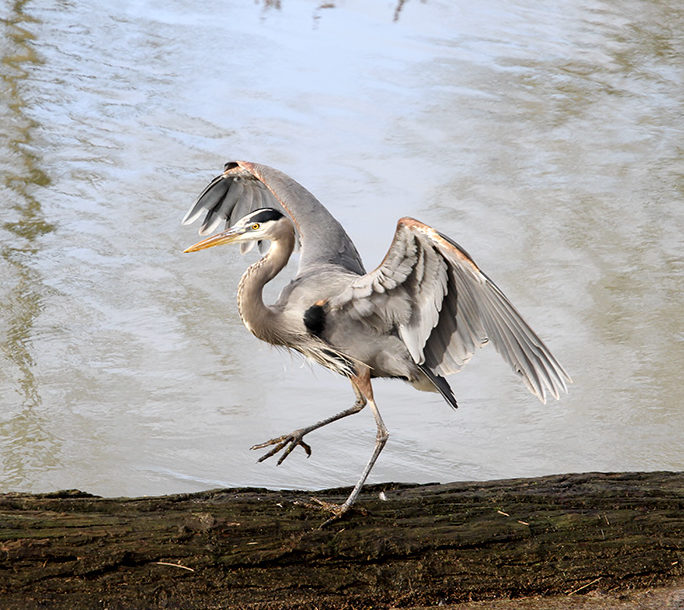 Great Blue Heron - Delta Ponds, Eugene, OR - Barbara Raisbeck Photography