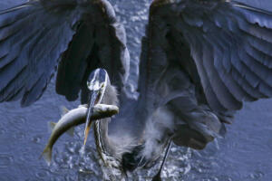 IMG 0993 edit - Delta Ponds