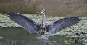 IMG 4302 edit - Delta Ponds