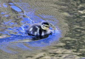 IMG 5762 edit crop - Delta Ponds