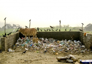 IMG 0102 edit%20copy - India